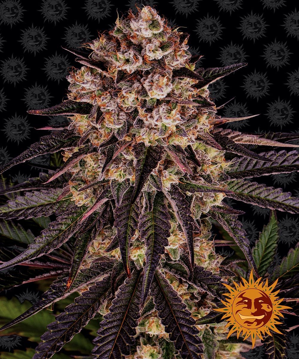 Barney's Farm - Biscotti Mintz (fem.)