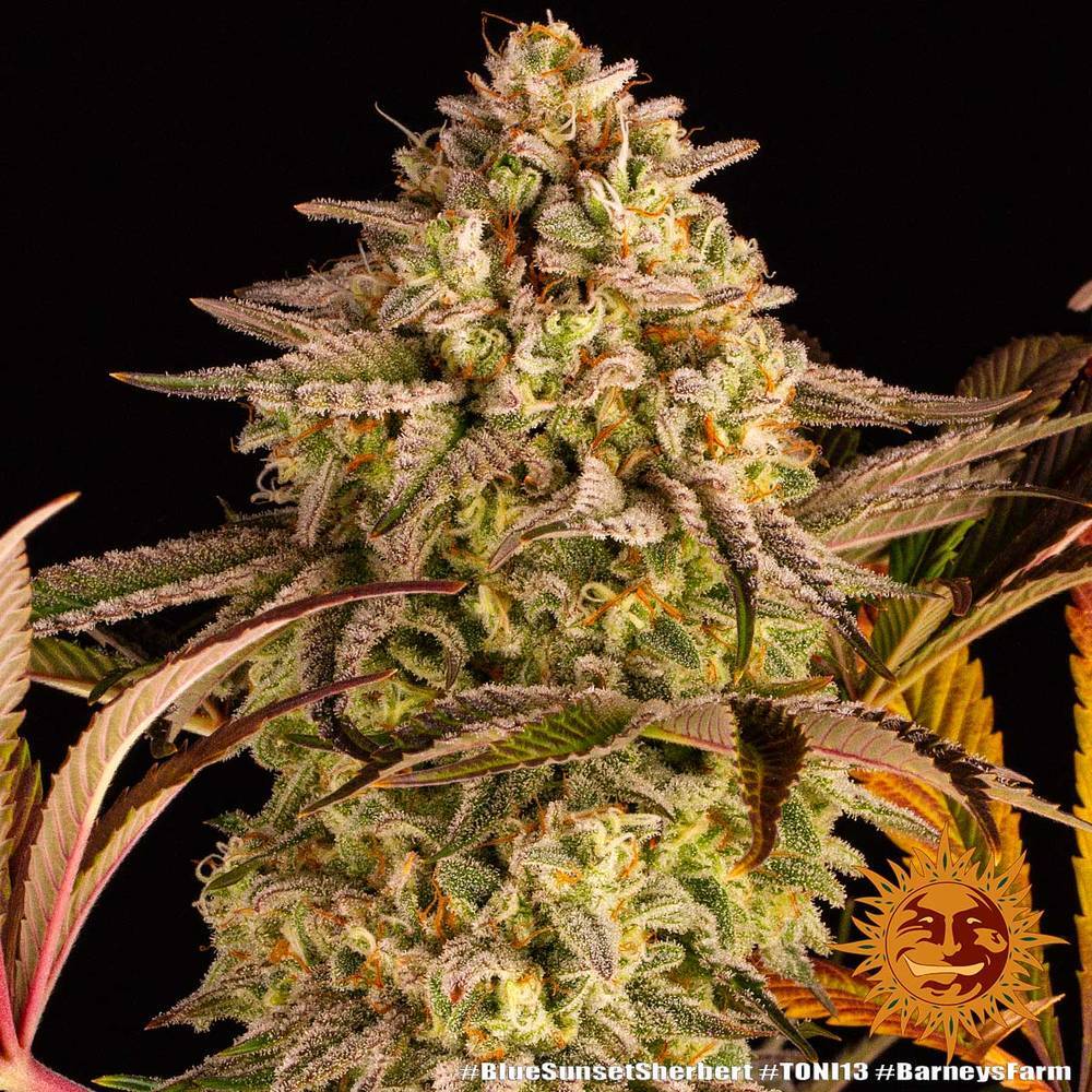 Barney's Farm - Blue Sunset Sherbert (fem.)
