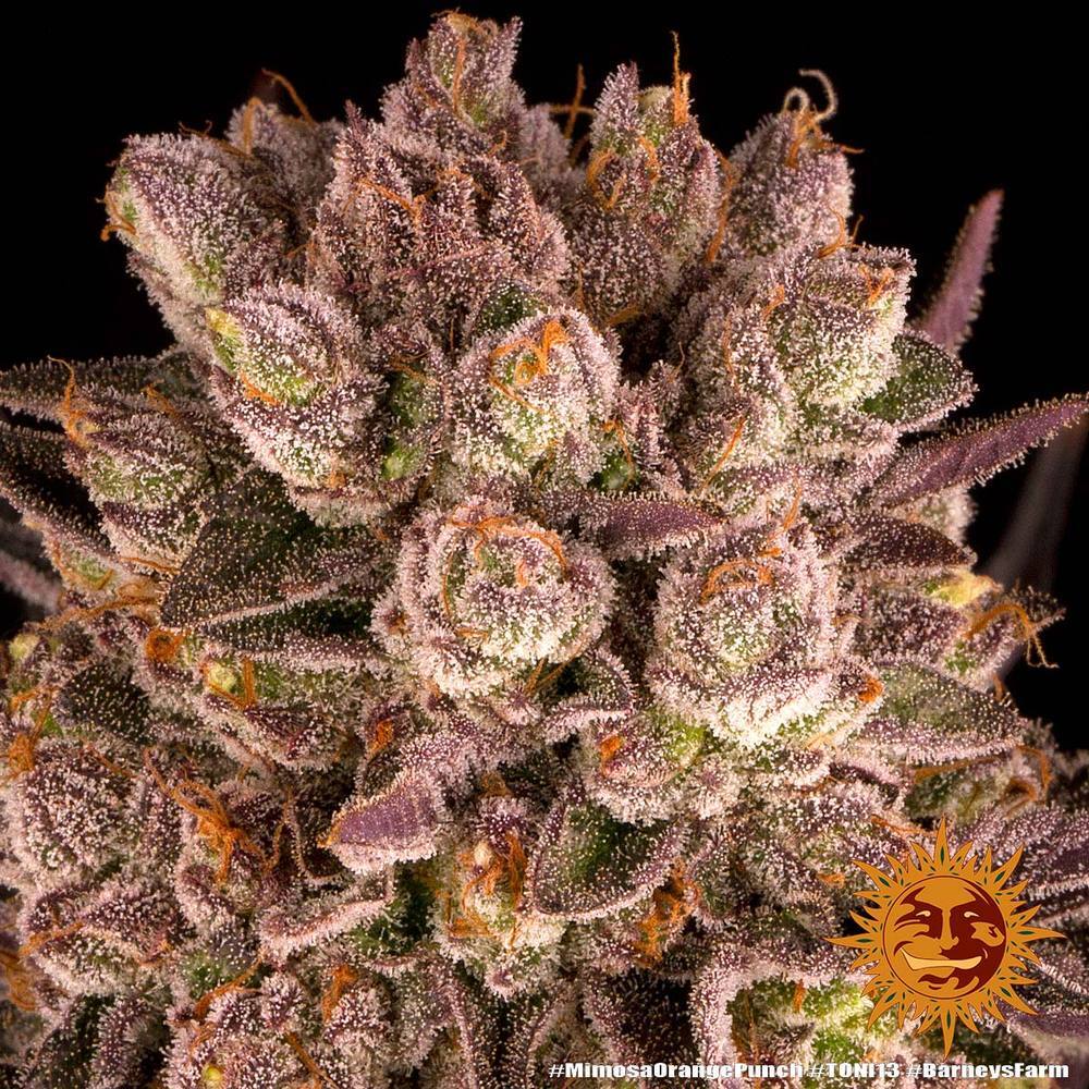 Barney's Farm - Mimosa x Orange Punch (fem.)