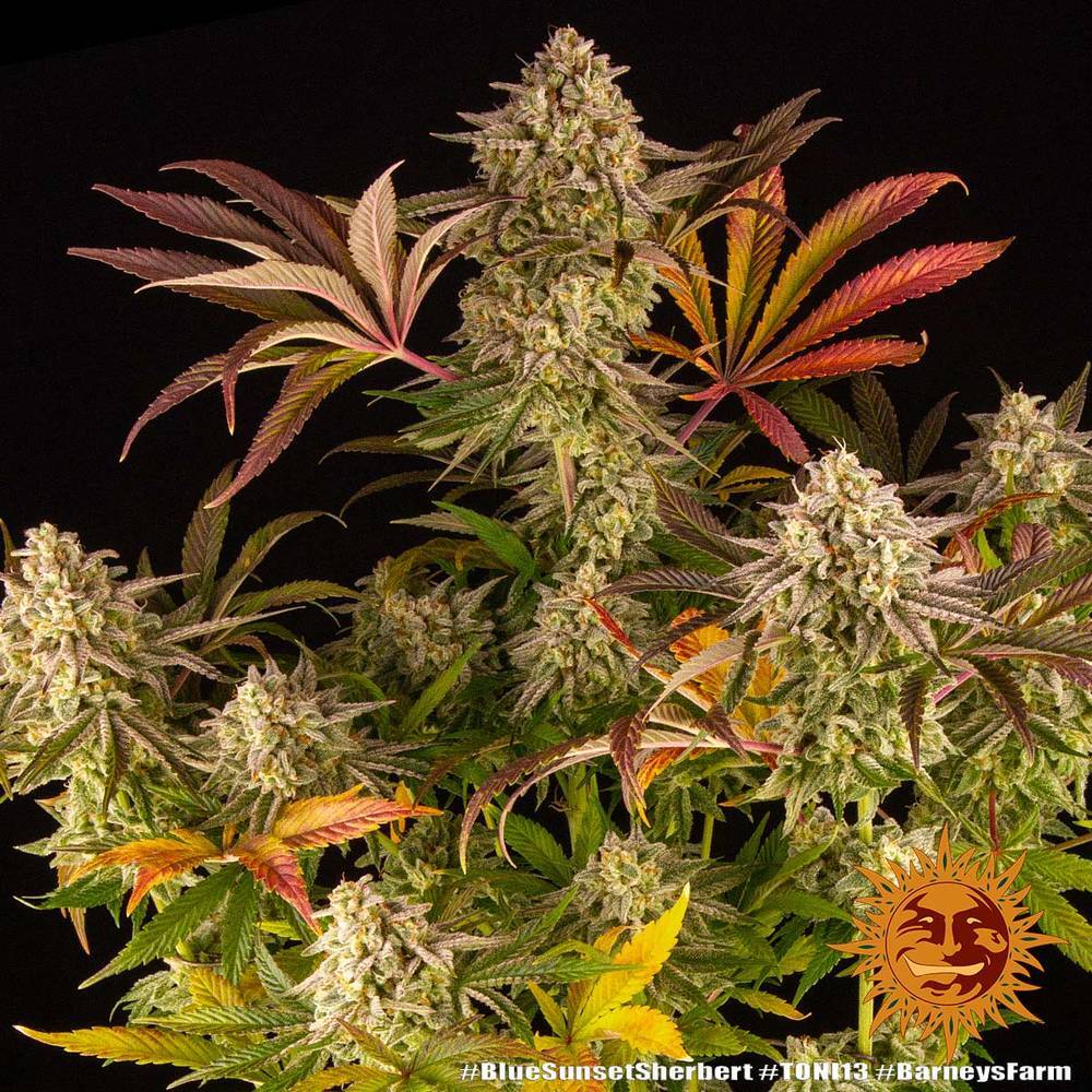 Barney's Farm - Blue Sunset Sherbert (fem.)