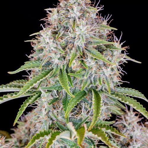 FastBuds - Original Cinderella Auto (auto/fem.)
