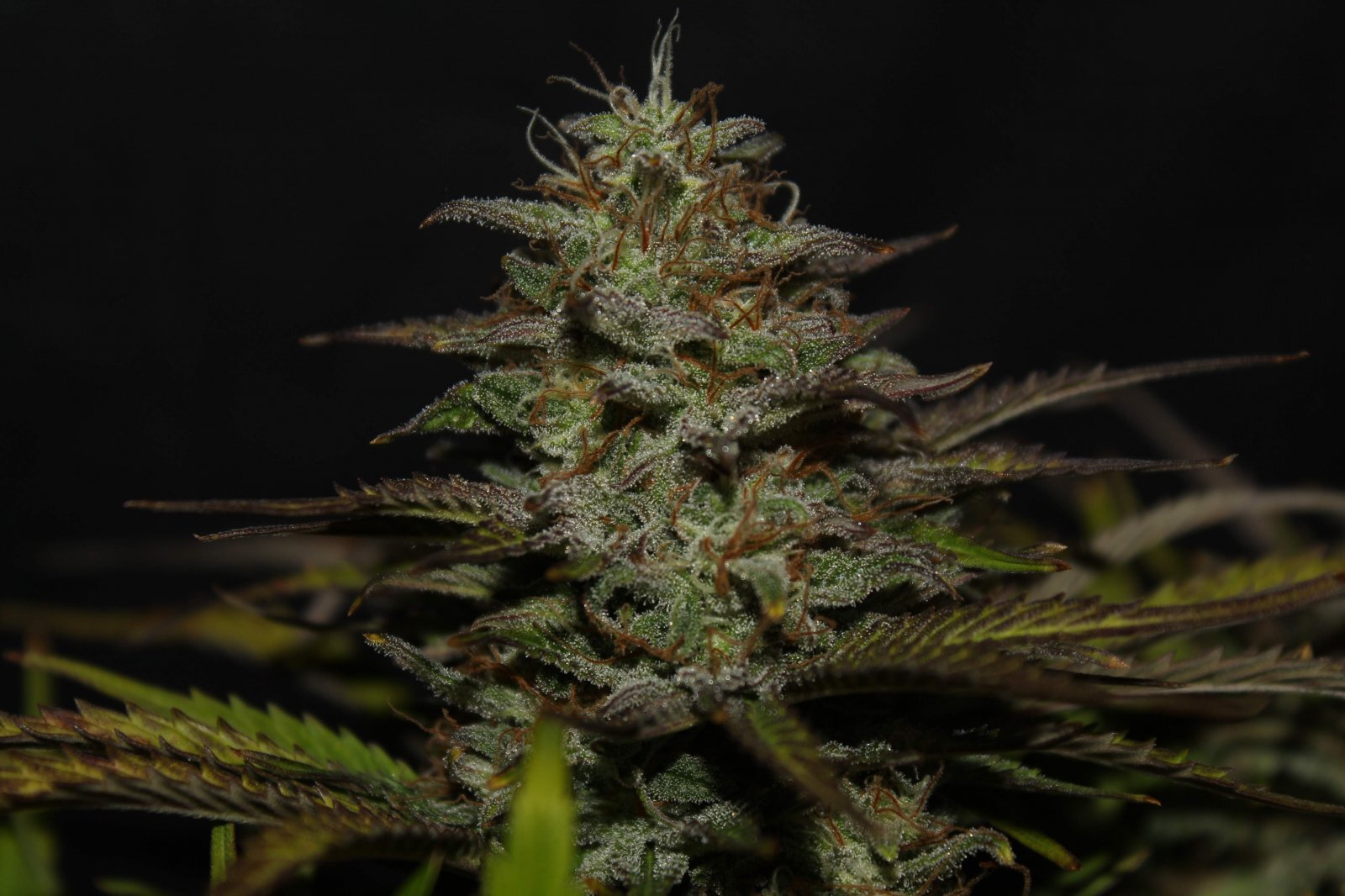 FastBuds - Original Auto Cheese (auto/fem.)