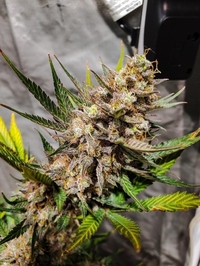 FastBuds - Original Auto Cheese (auto/fem.)