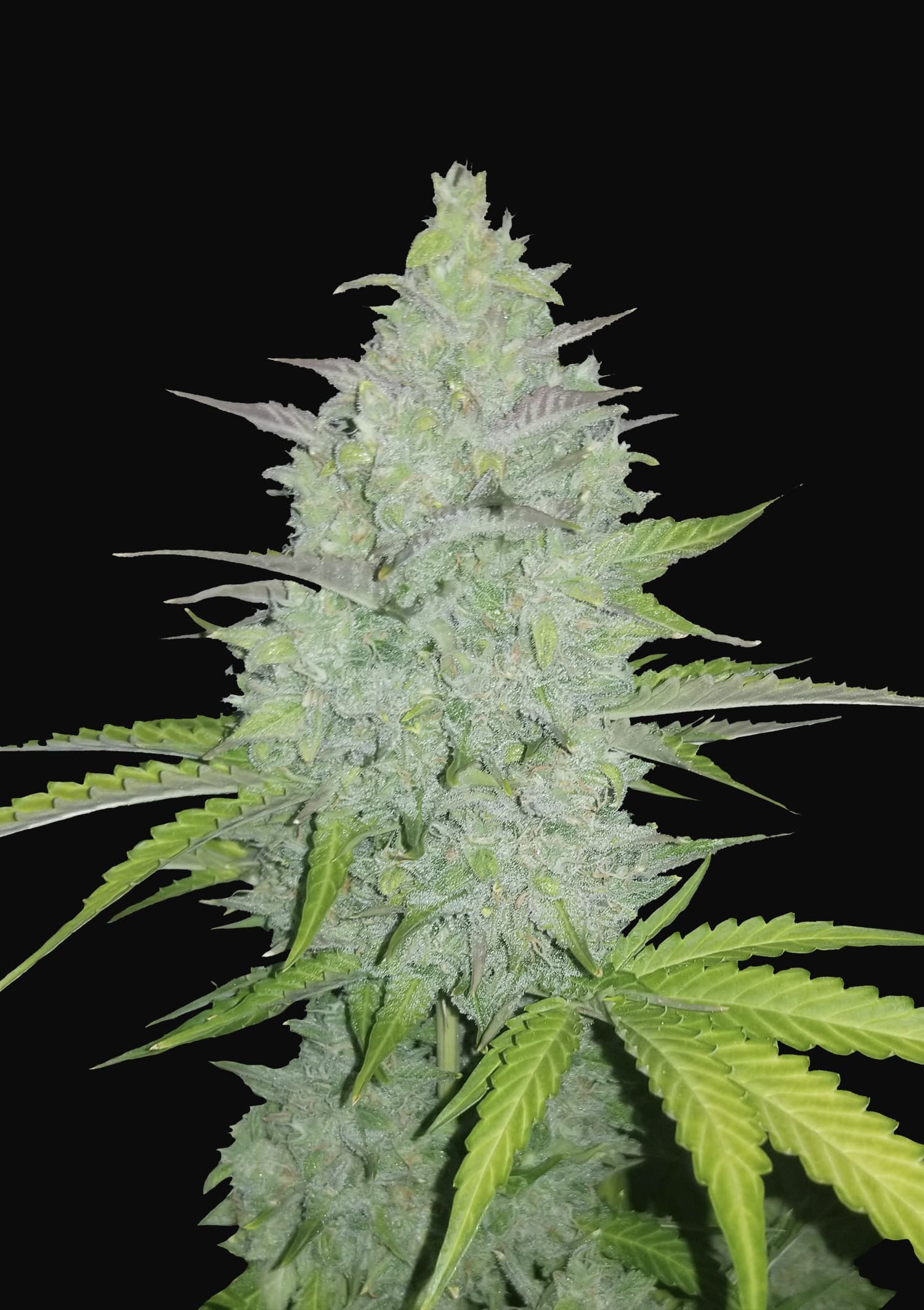 High Stone Семена Конопляные Купить