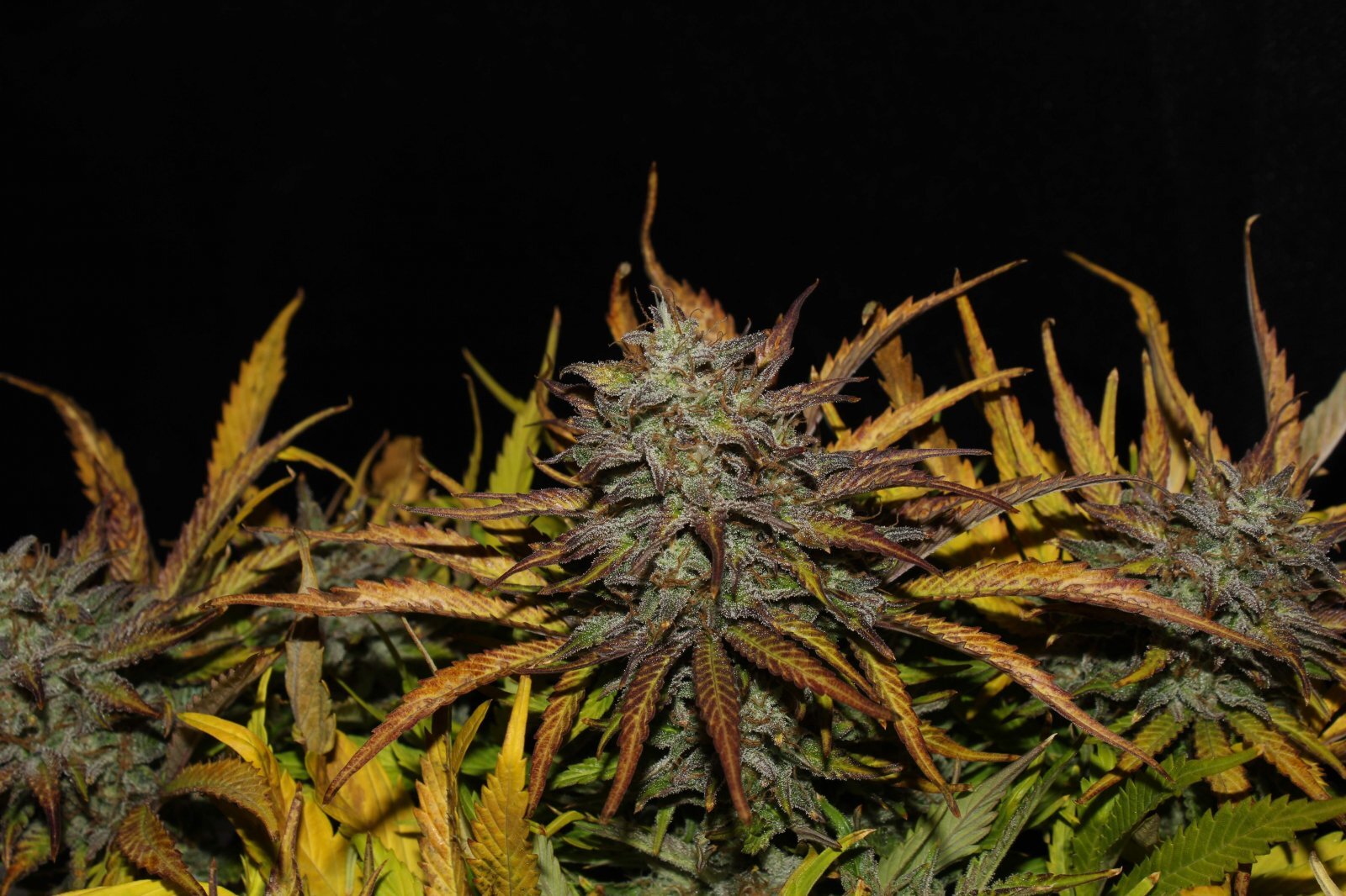 FastBuds - Original Auto Cheese (auto/fem.)