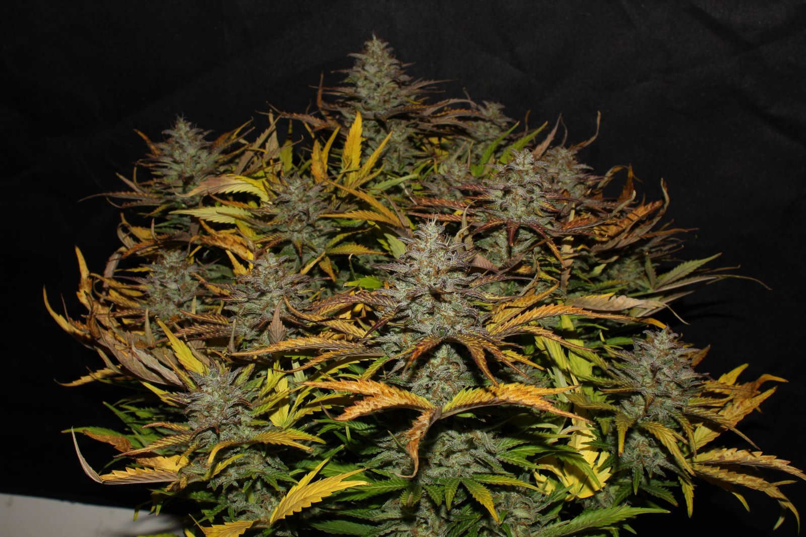 FastBuds - Original Auto Cheese (auto/fem.)