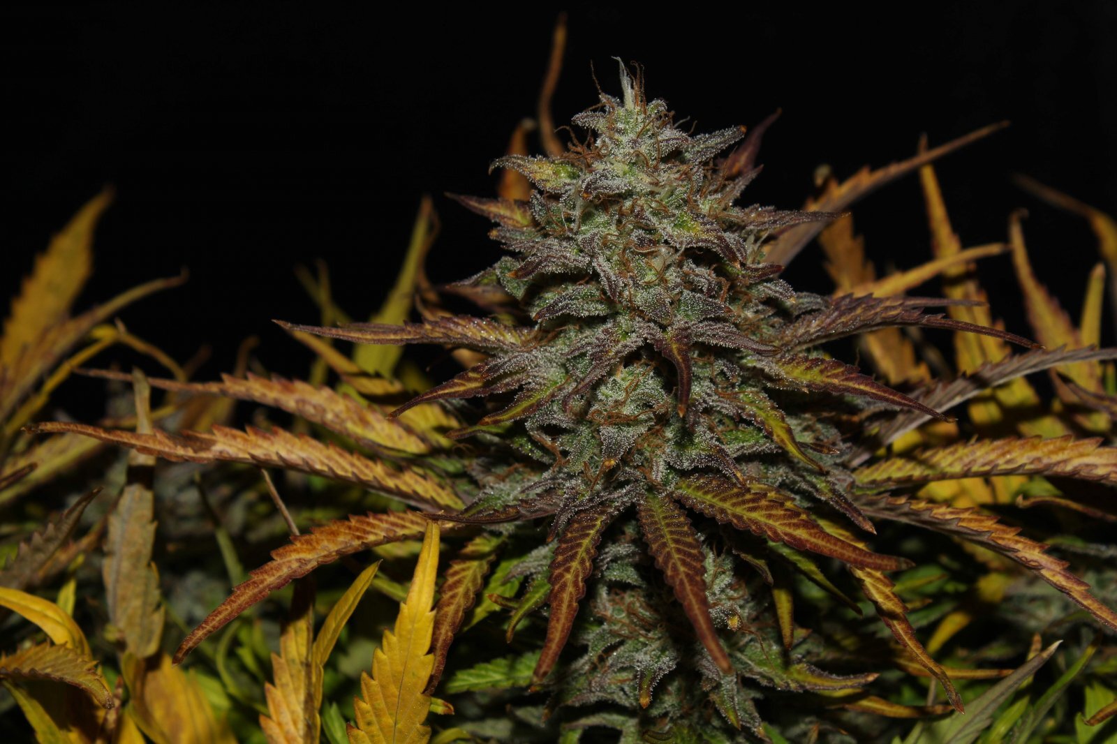 FastBuds - Original Auto Cheese (auto/fem.)