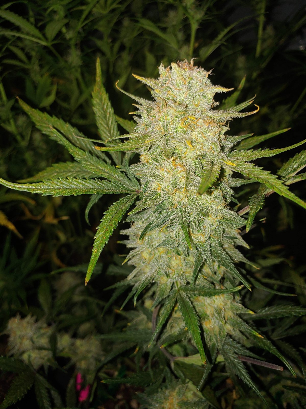 FastBuds - Original Auto Critical (auto/fem.)