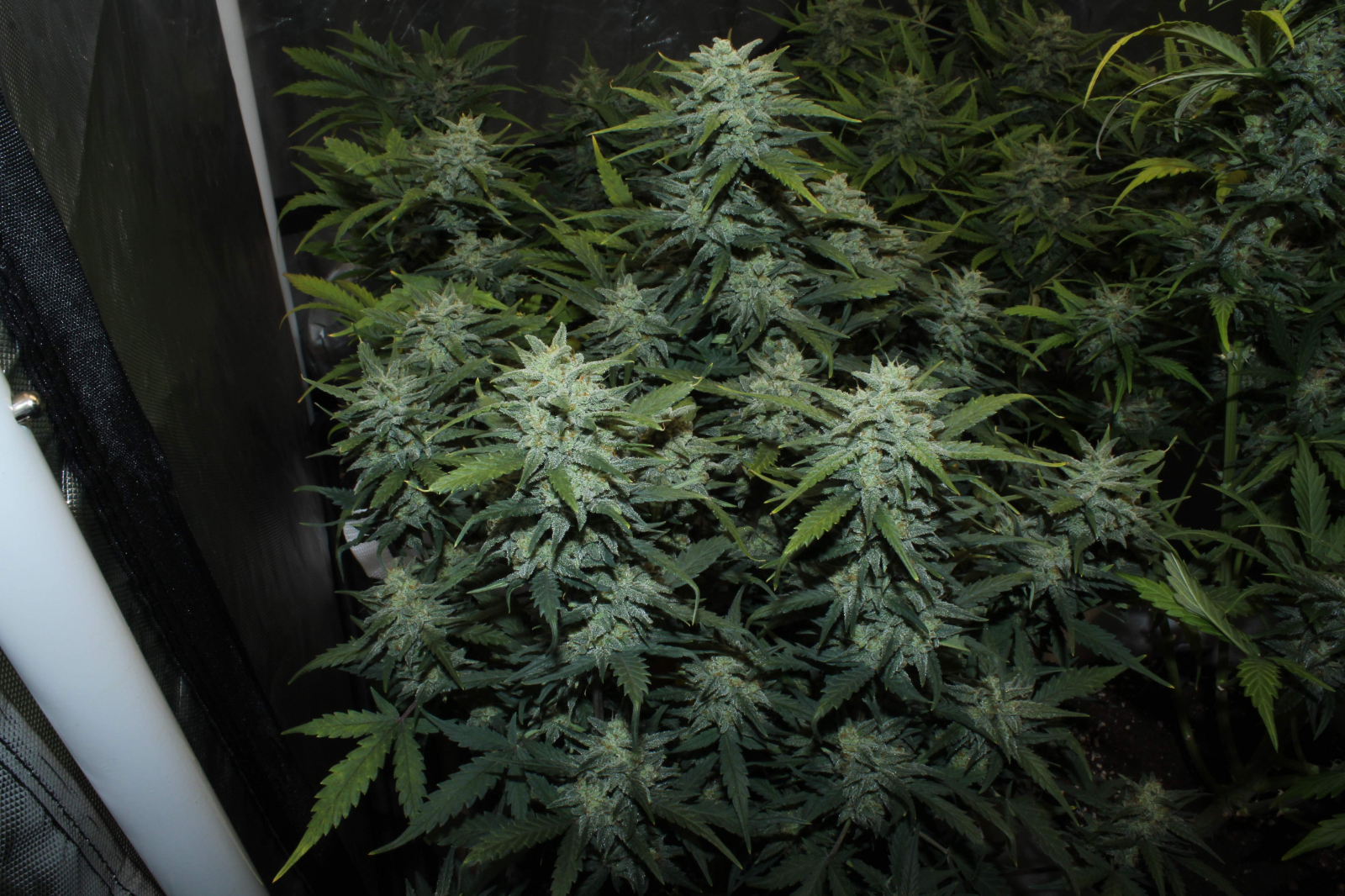 FastBuds - Original Auto Chemdawg (auto/fem.)