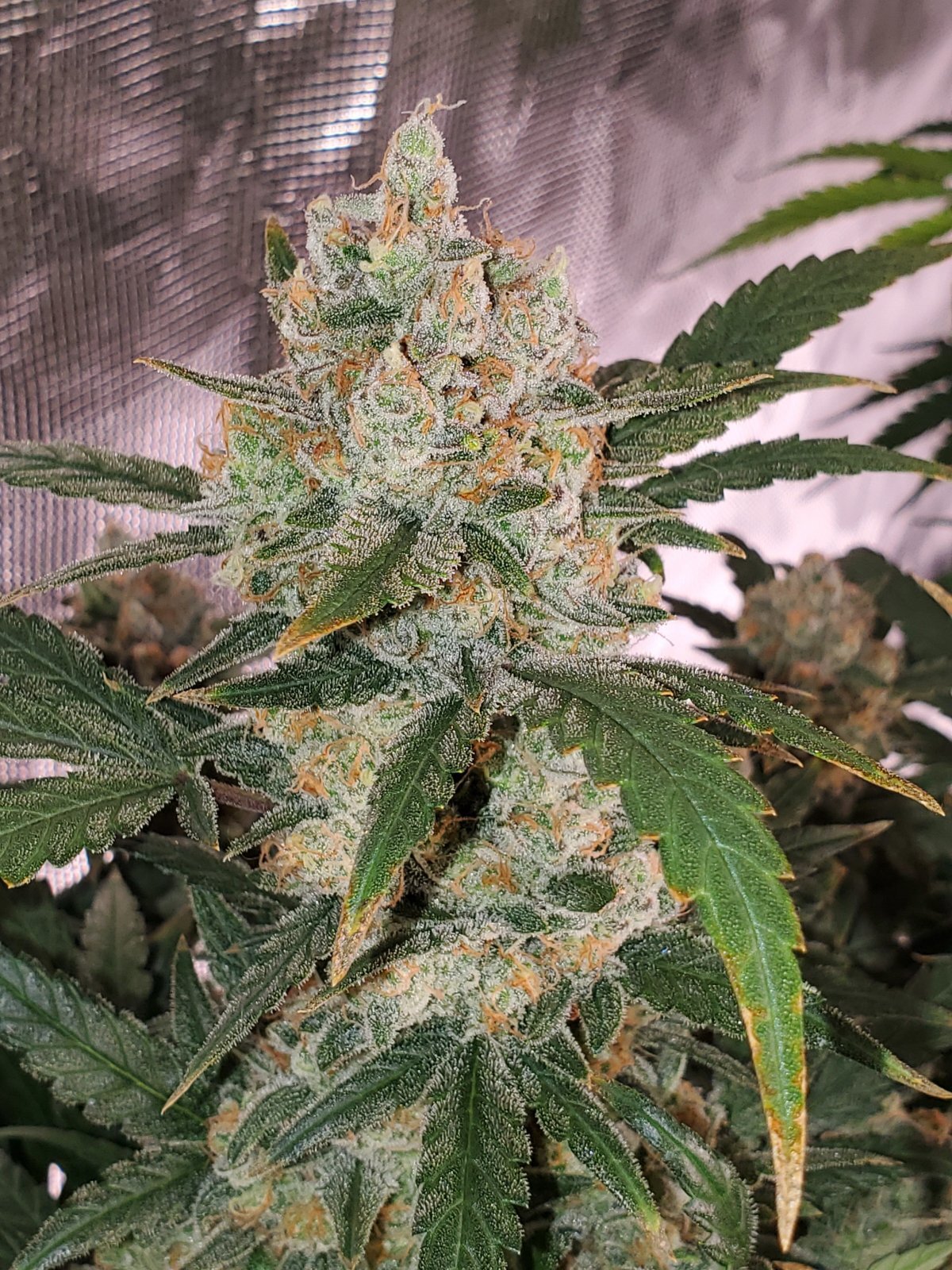 FastBuds - Original Auto Chemdawg (auto/fem.)