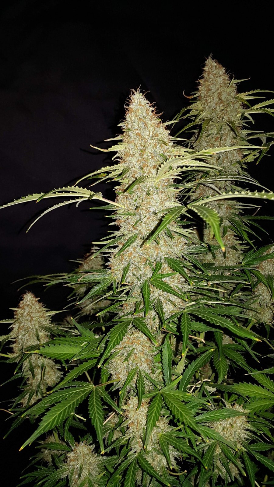FastBuds - Original Auto Jack Herer (auto/fem.)