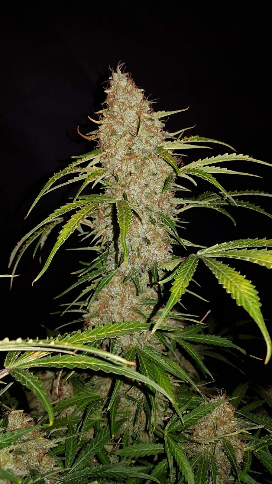 FastBuds - Original Auto Jack Herer (auto/fem.)