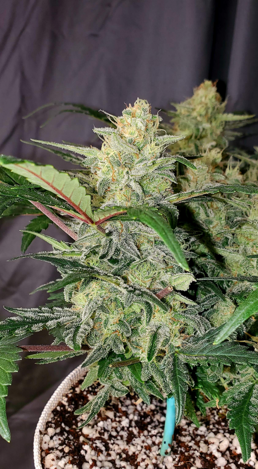 FastBuds - Original Auto Chemdawg (auto/fem.)