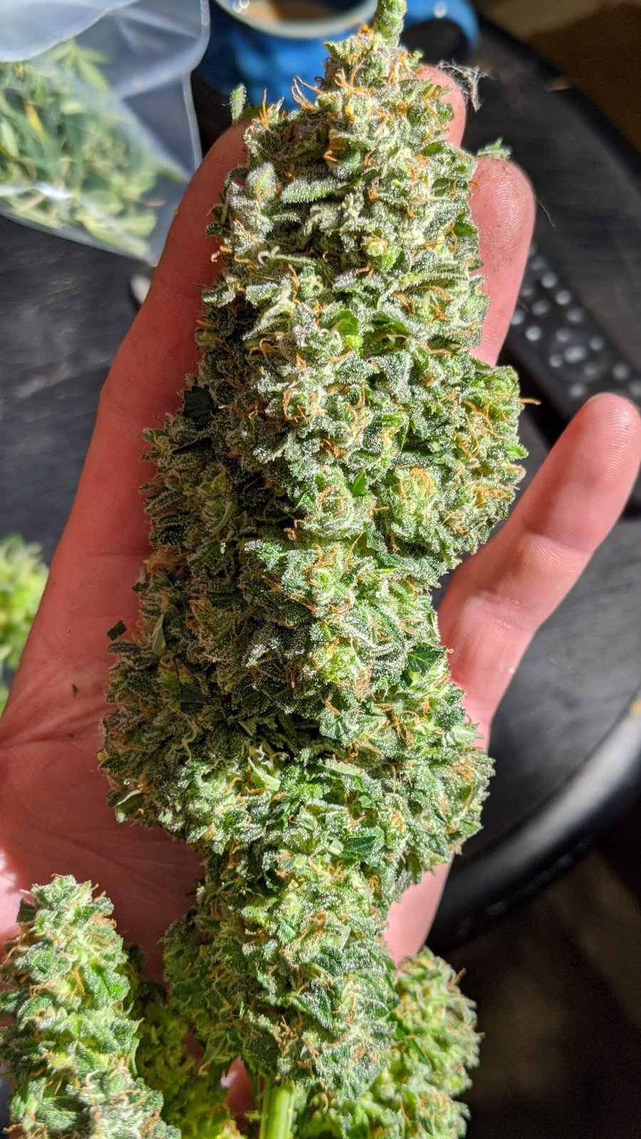 FastBuds - Original Auto Critical (auto/fem.)