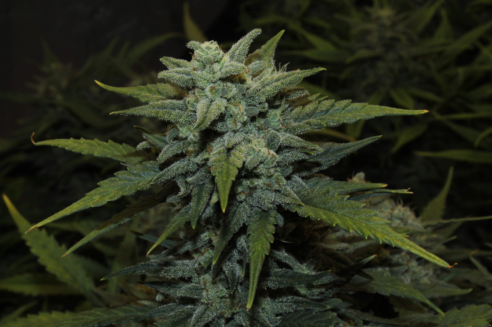 FastBuds - Original Auto Chemdawg (auto/fem.)