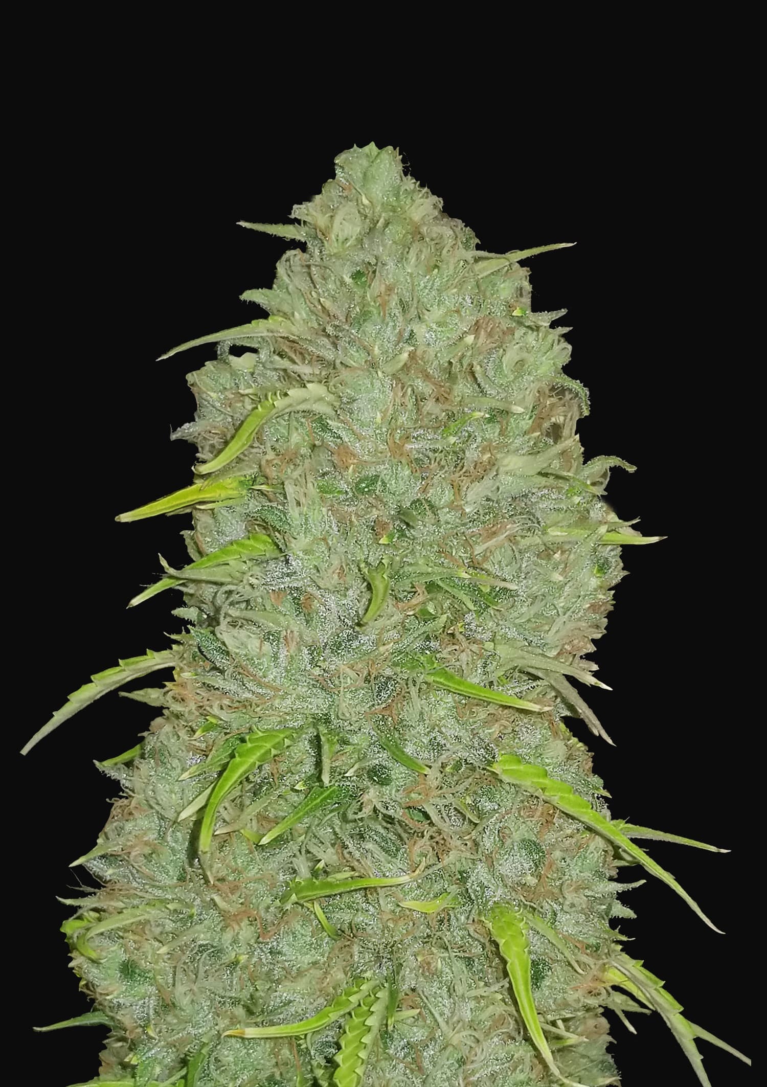 FastBuds - Original Auto Jack Herer (auto/fem.)