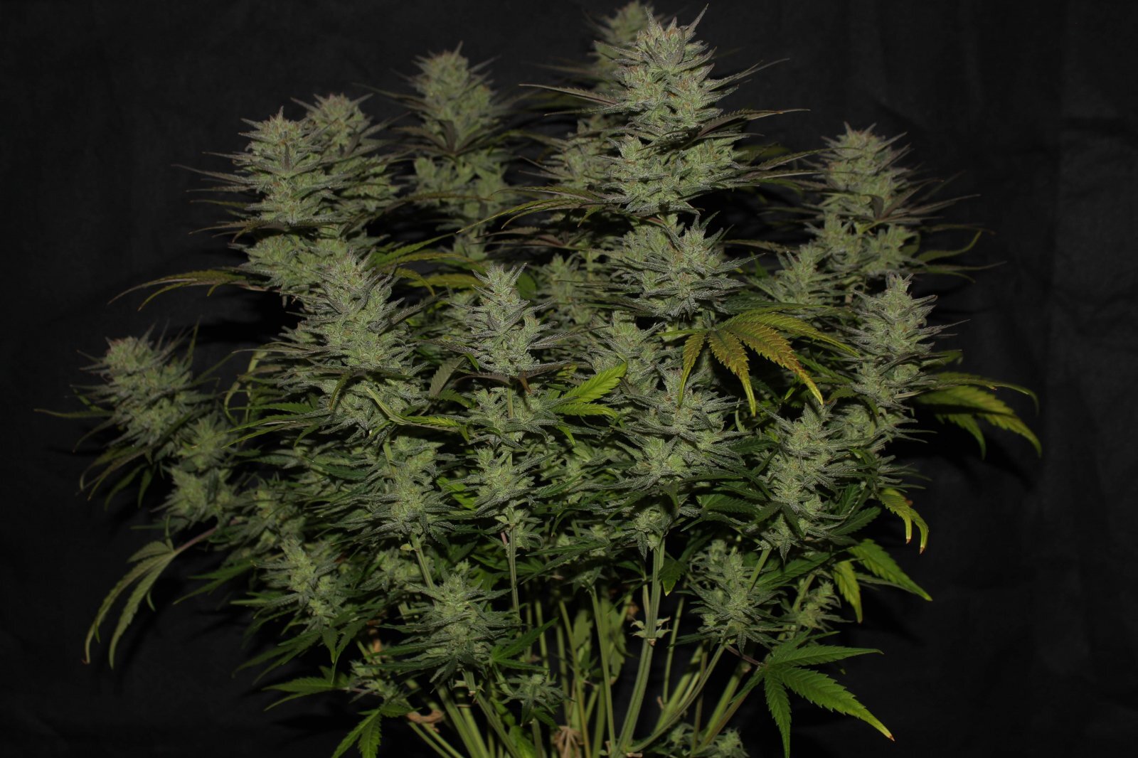 FastBuds - Original Auto Northern Lights (auto/fem.)
