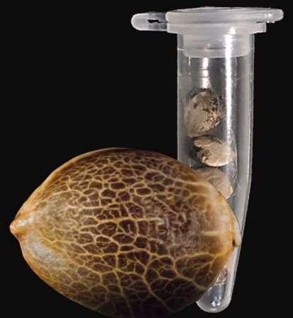 FastBuds - Original Auto Sour Diesel (auto/fem.)