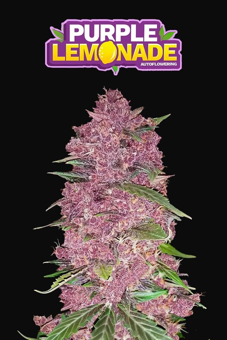 FastBuds - Purple Lemonade (auto/fem.)