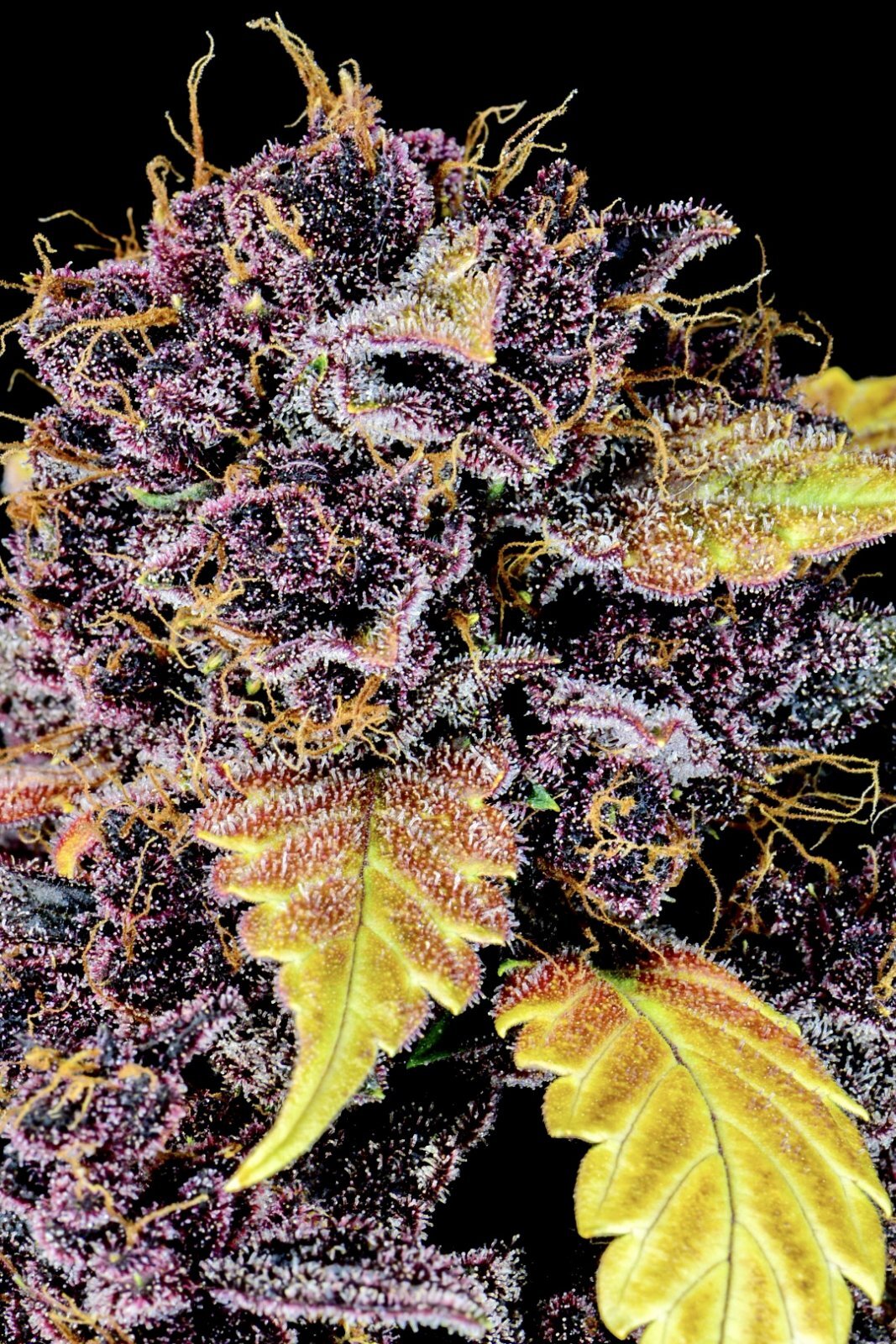 FastBuds - Purple Lemonade (auto/fem.)