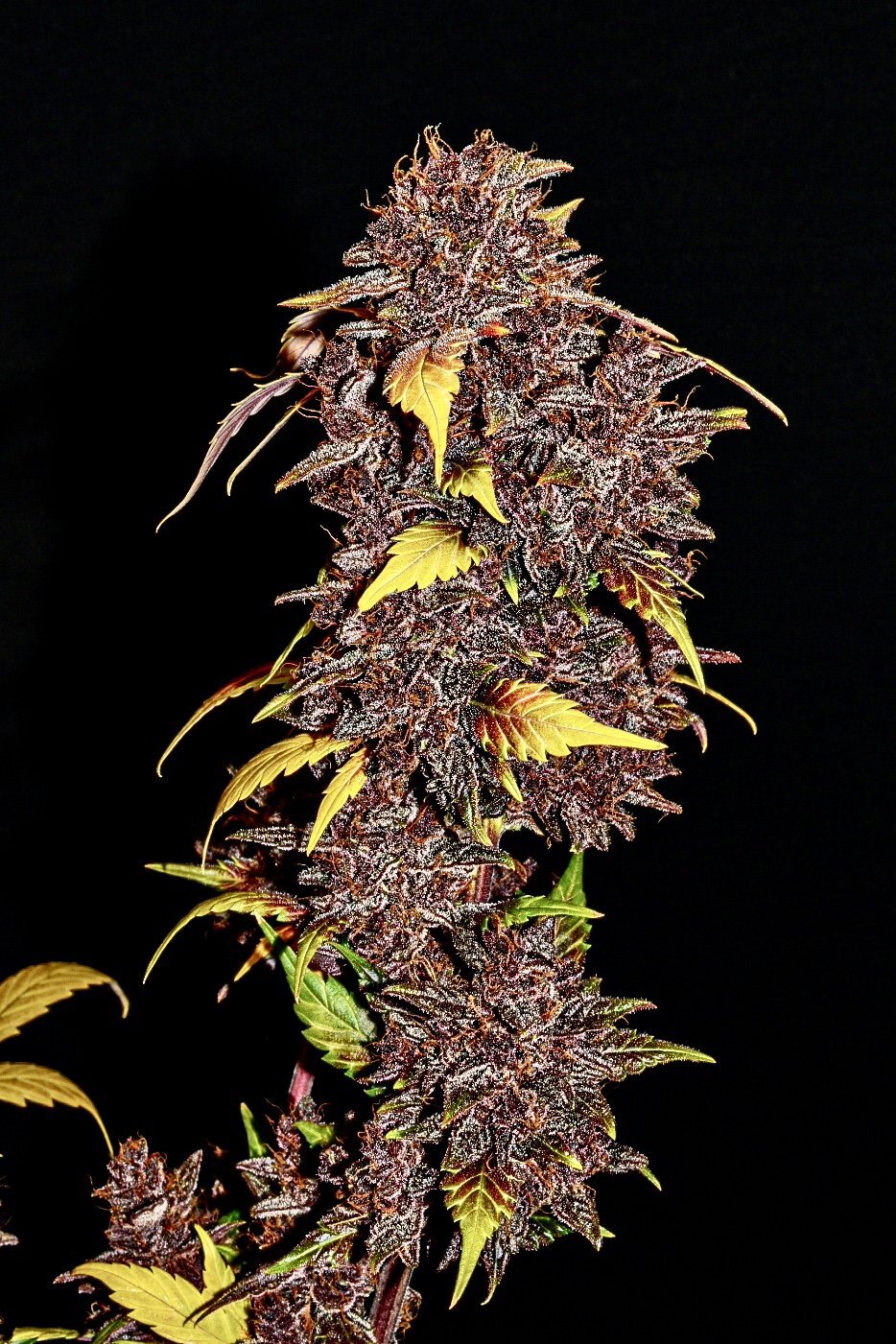 FastBuds - Purple Lemonade (auto/fem.)