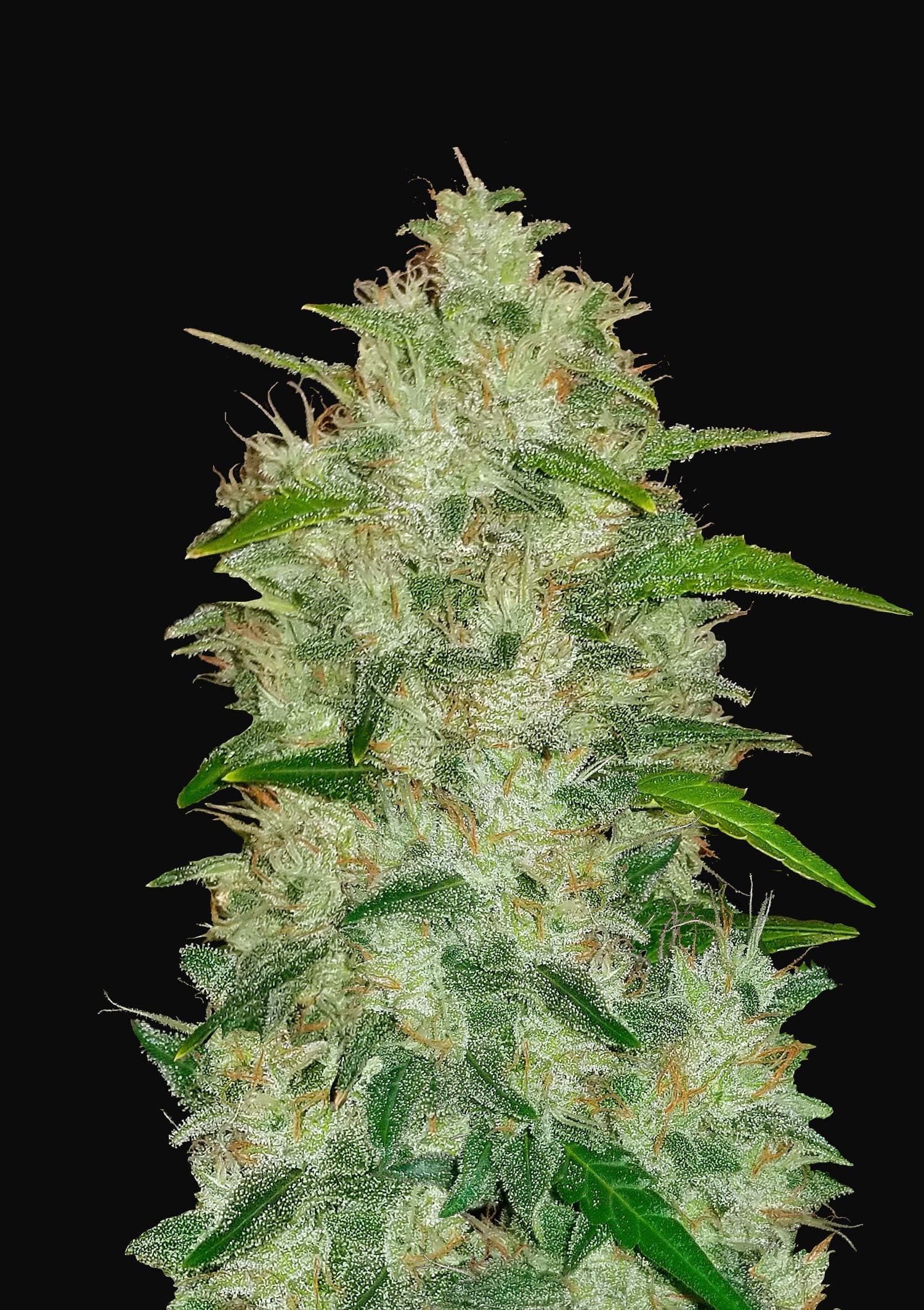 FastBuds - Original Auto Chemdawg (auto/fem.)