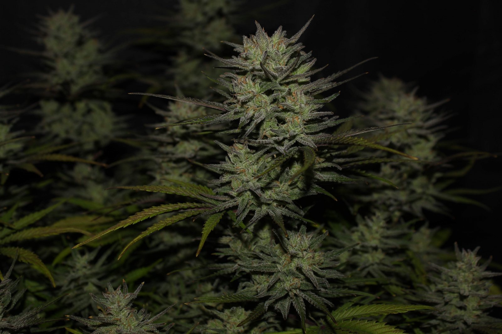 FastBuds - Original Auto Northern Lights (auto/fem.)
