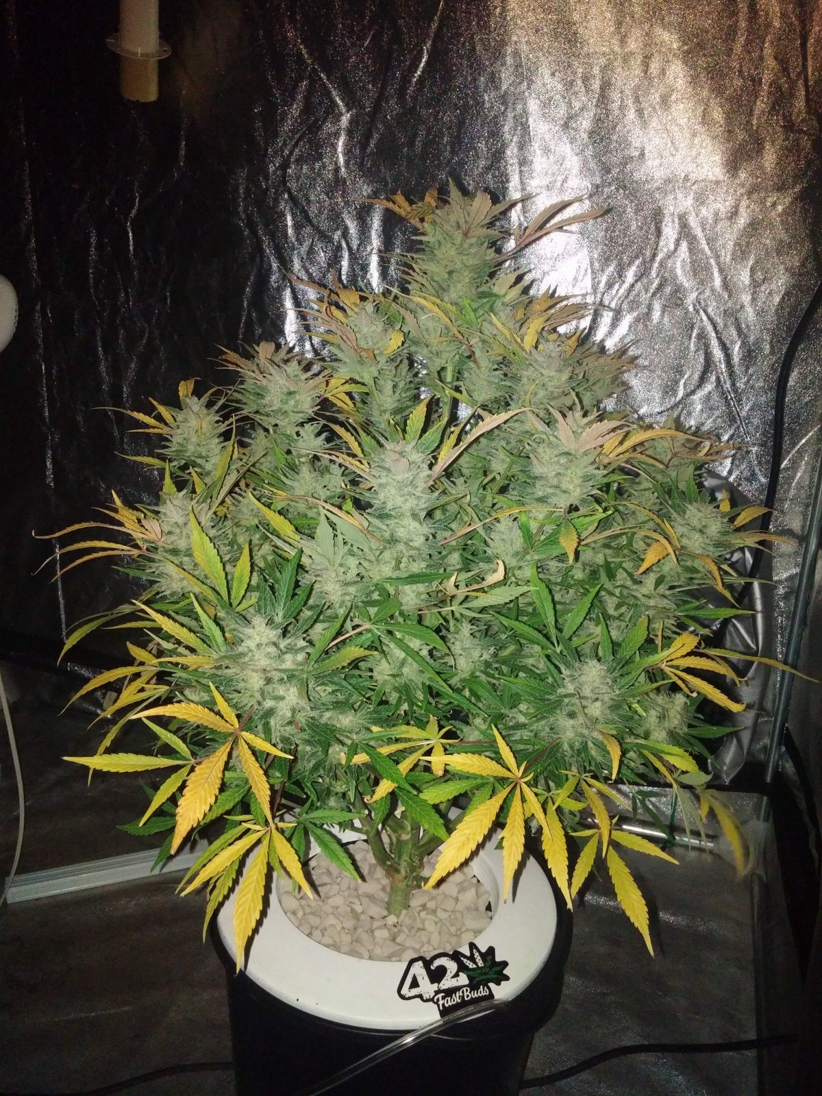 FastBuds - Original Auto White Widow (auto/fem.)