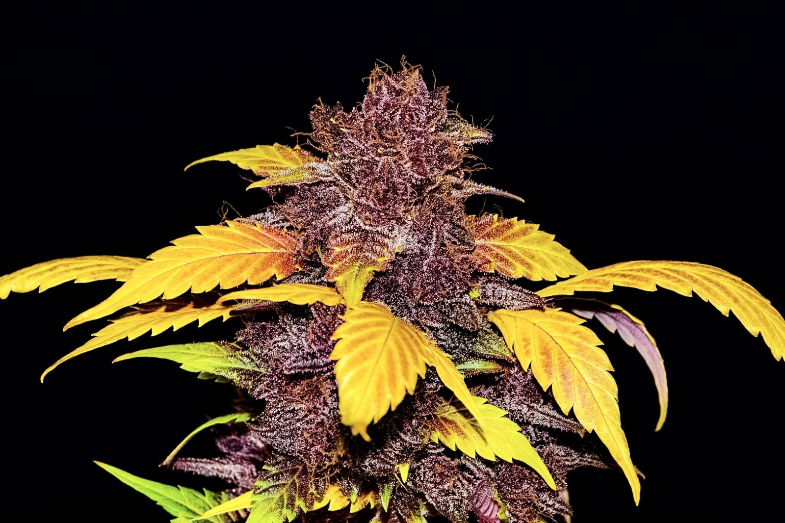 FastBuds - Purple Lemonade (auto/fem.)