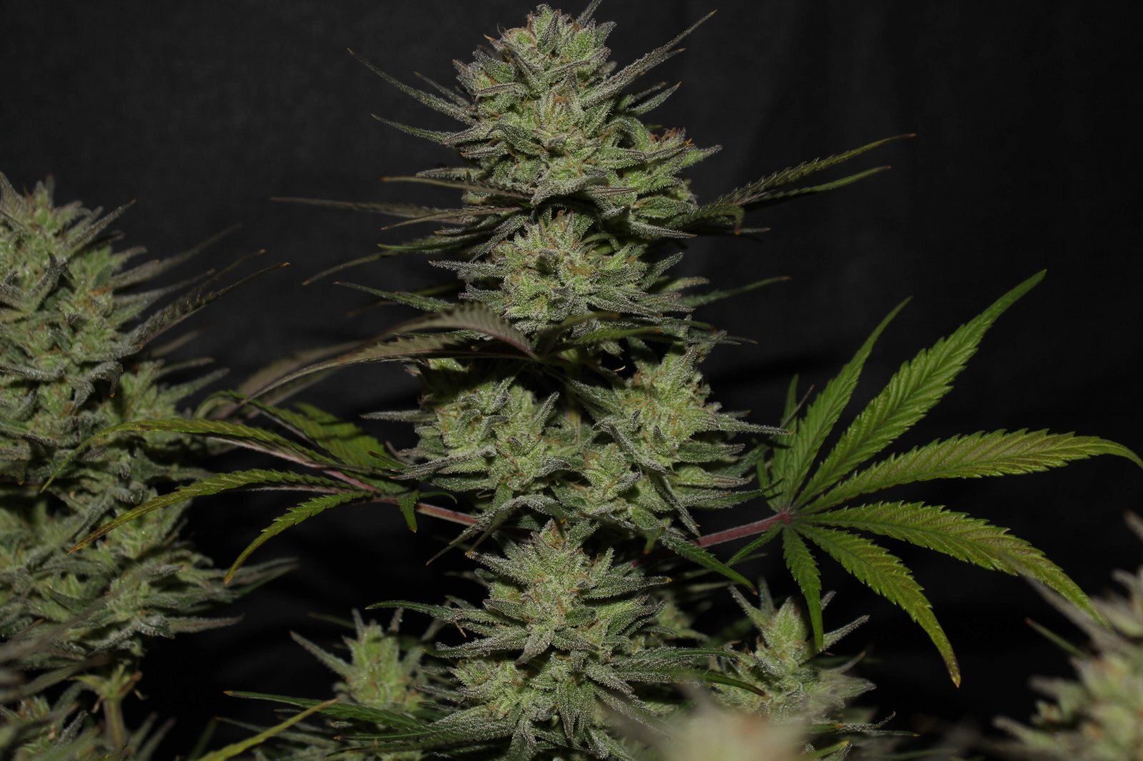 FastBuds - Original Auto Northern Lights (auto/fem.)
