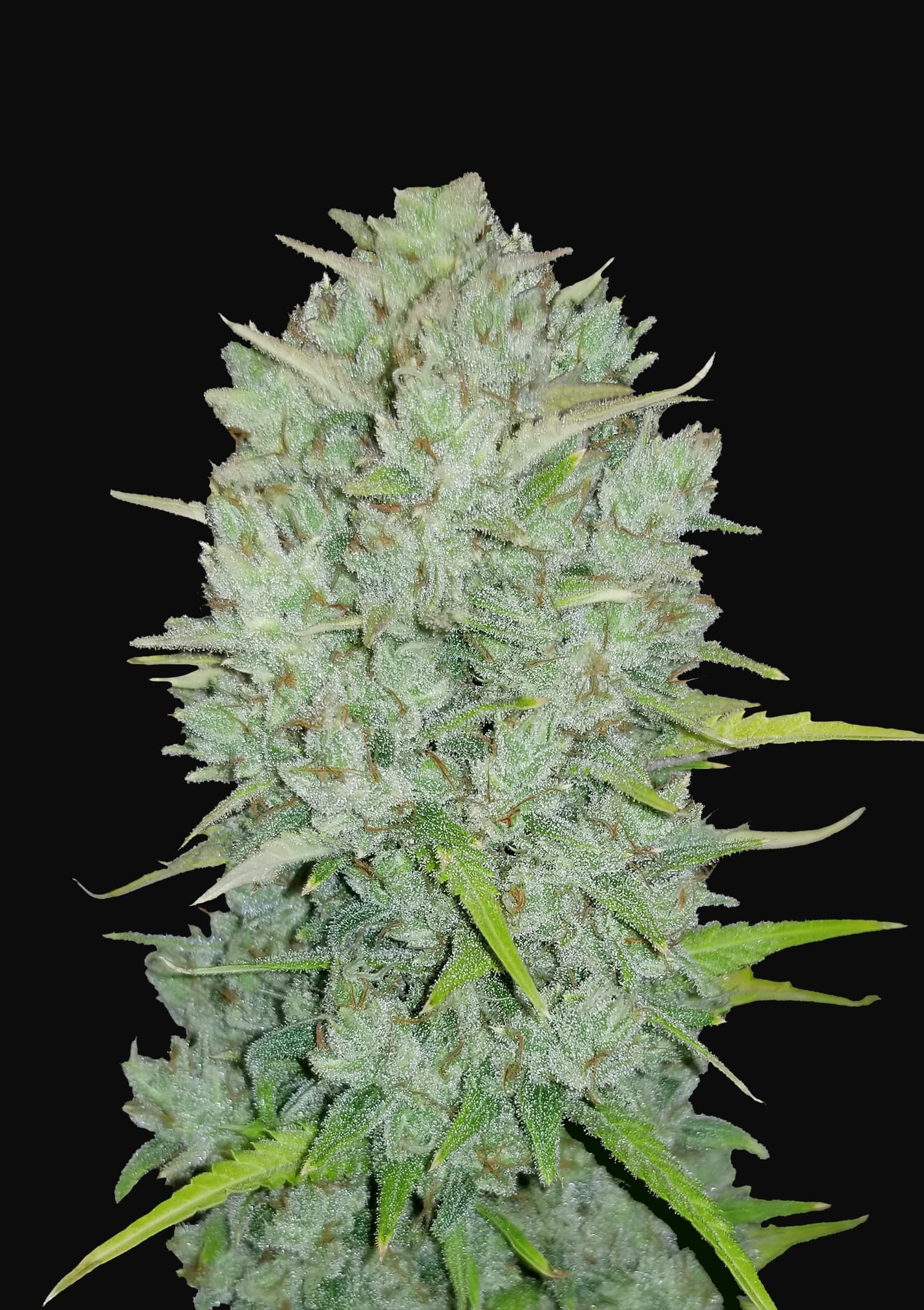 FastBuds - Original Auto Northern Lights (auto/fem.)