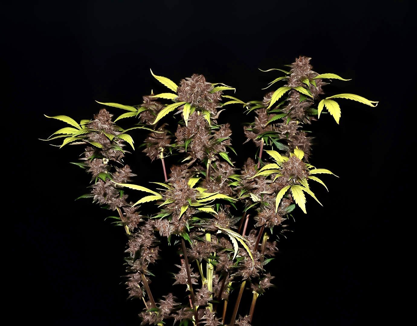 FastBuds - Purple Lemonade (auto/fem.)