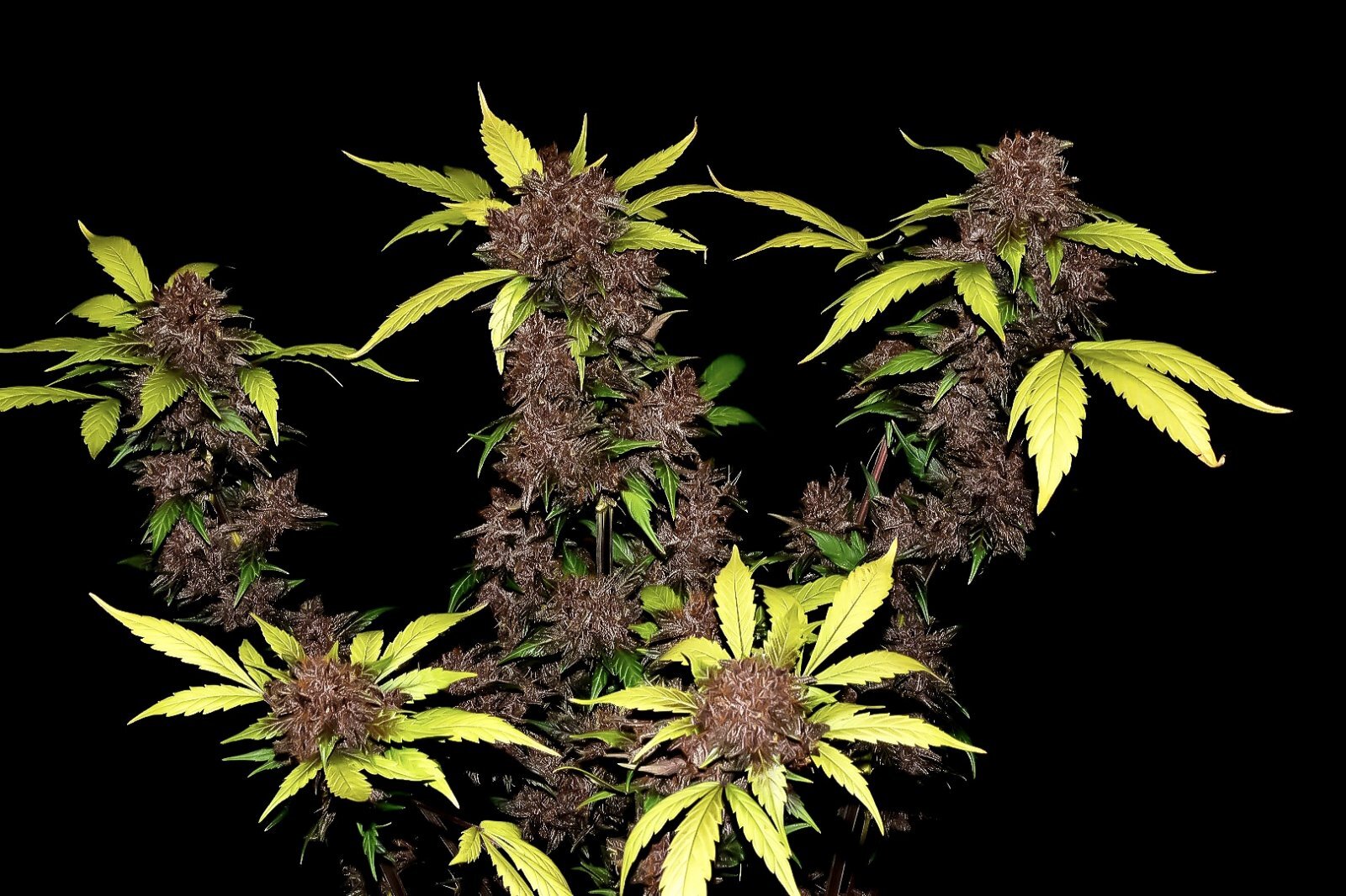 FastBuds - Purple Lemonade (auto/fem.)