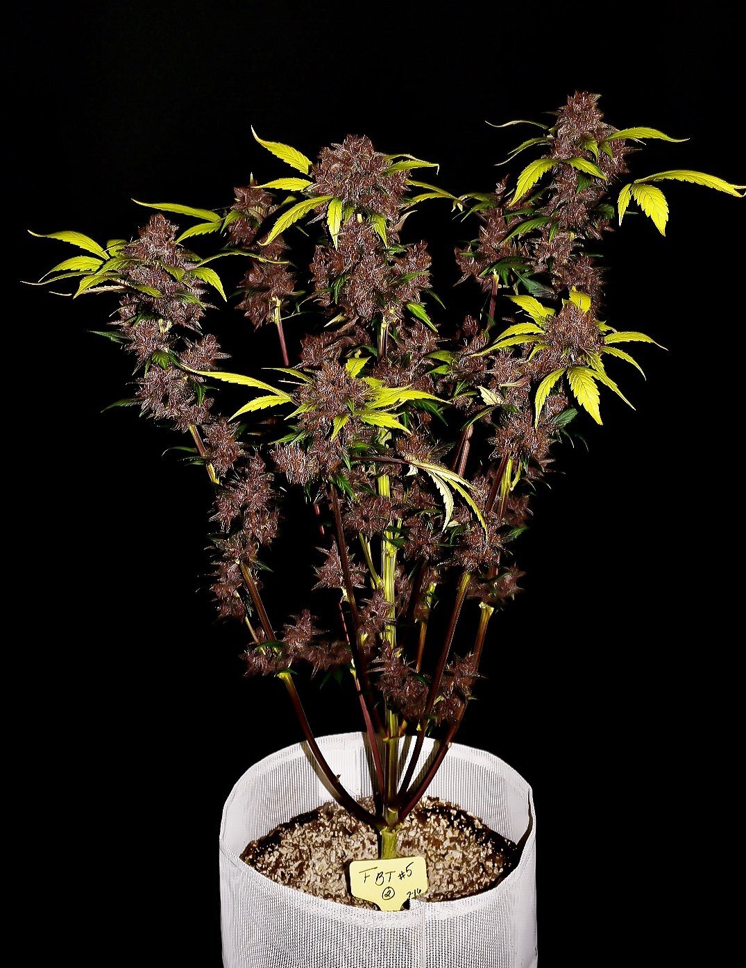 FastBuds - Purple Lemonade (auto/fem.)