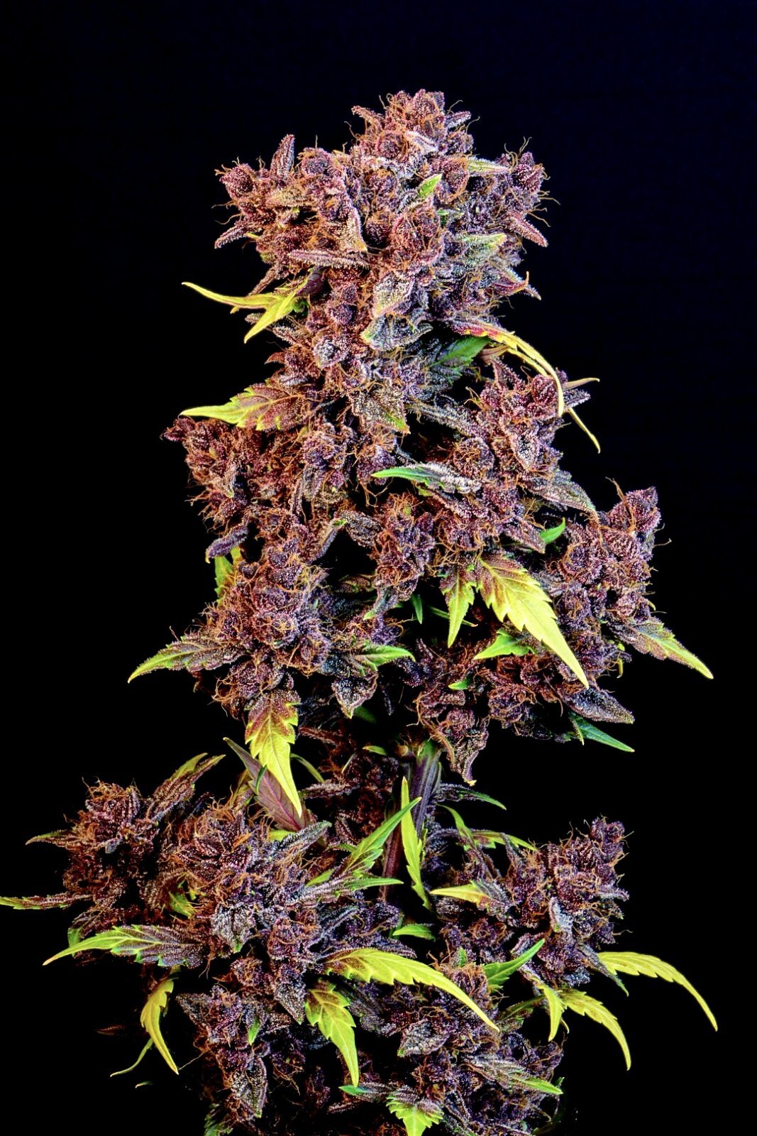FastBuds - Purple Lemonade (auto/fem.)