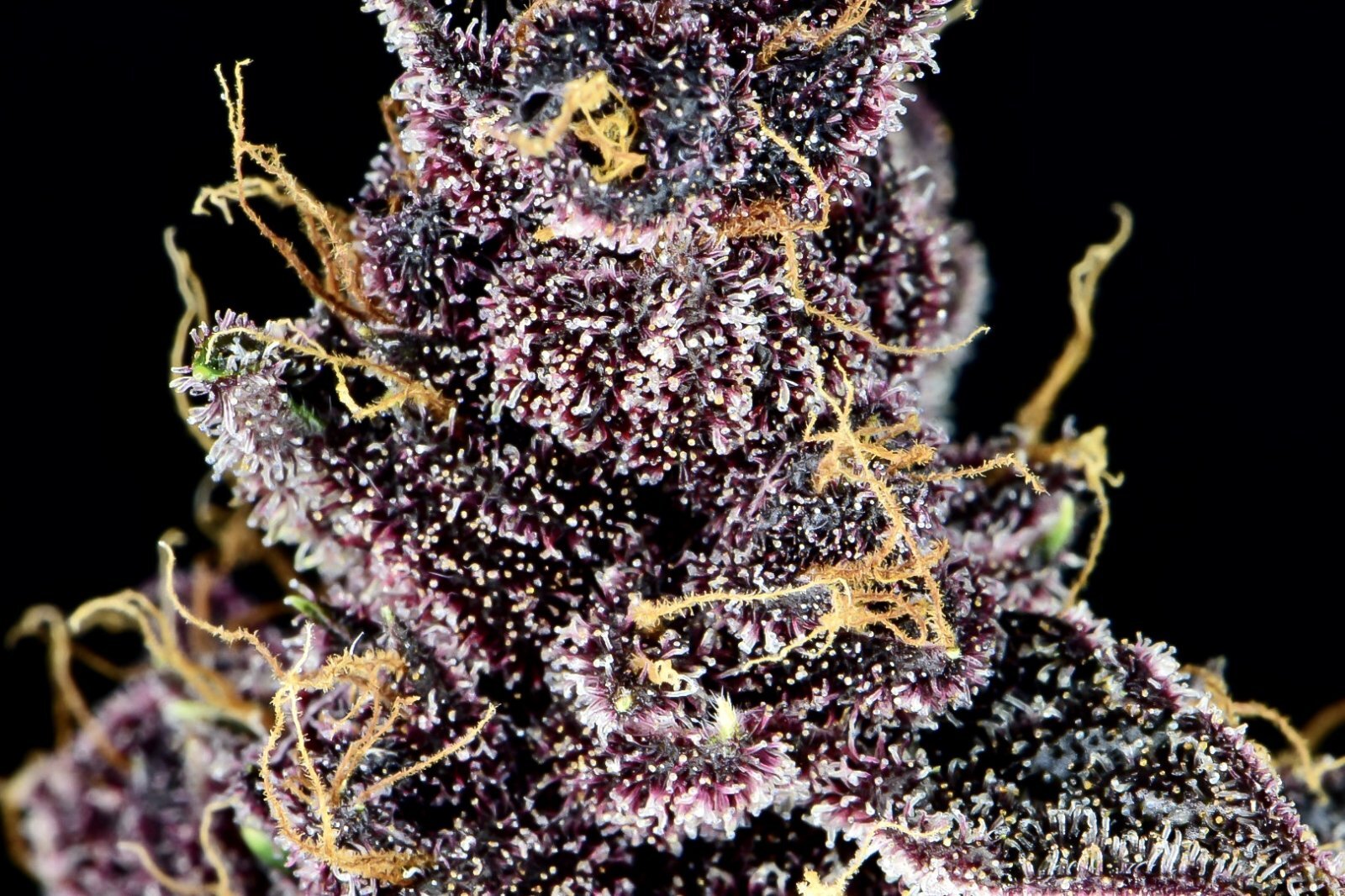 FastBuds - Purple Lemonade (auto/fem.)