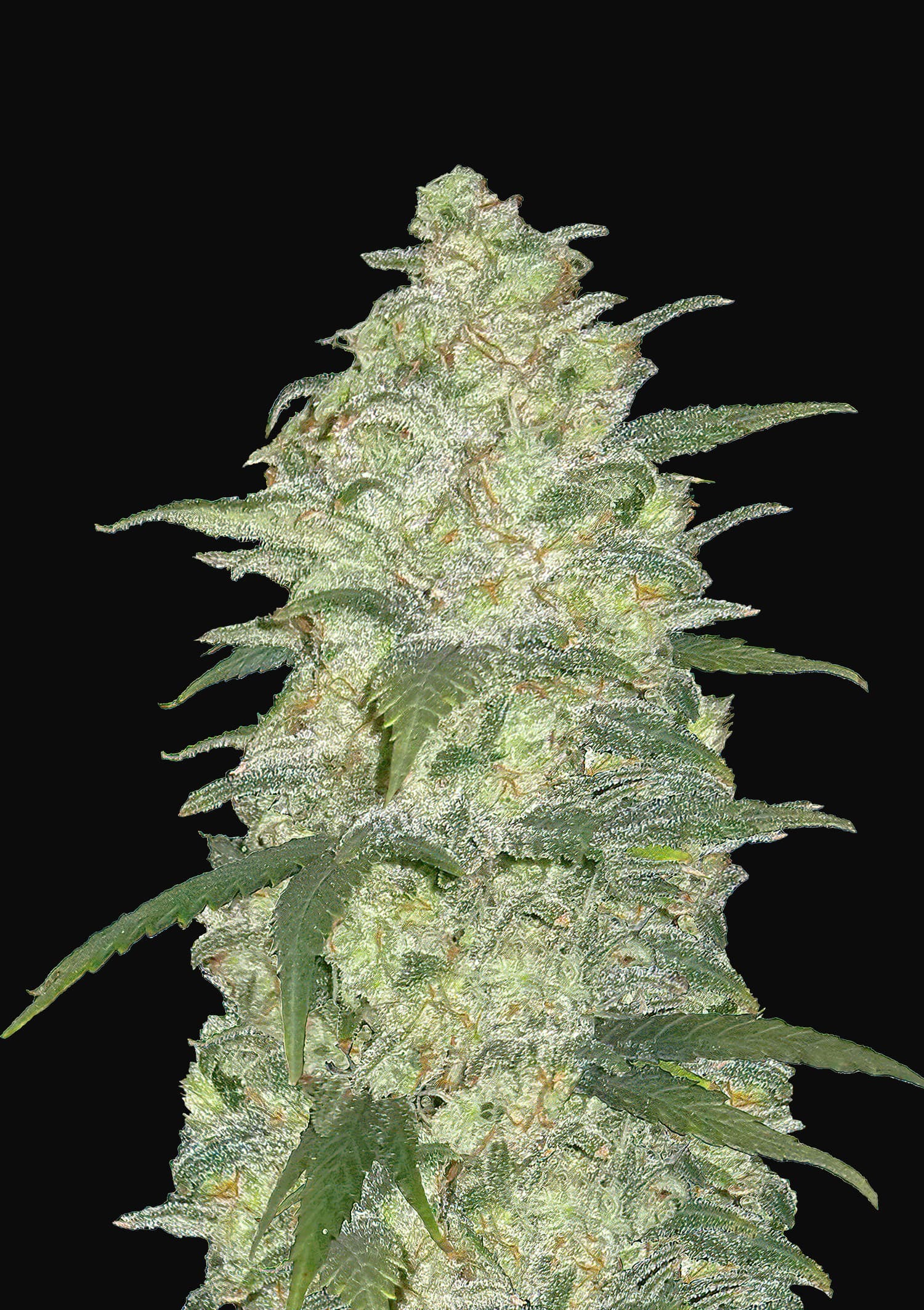 FastBuds - Original Auto White Widow (auto/fem.)