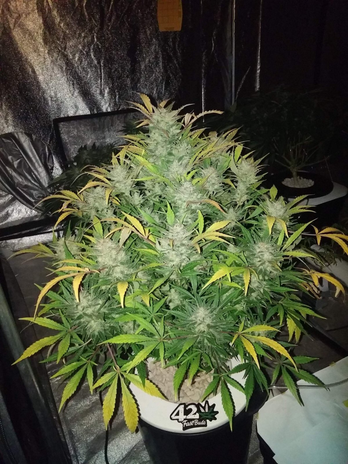 FastBuds - Original Auto White Widow (auto/fem.)