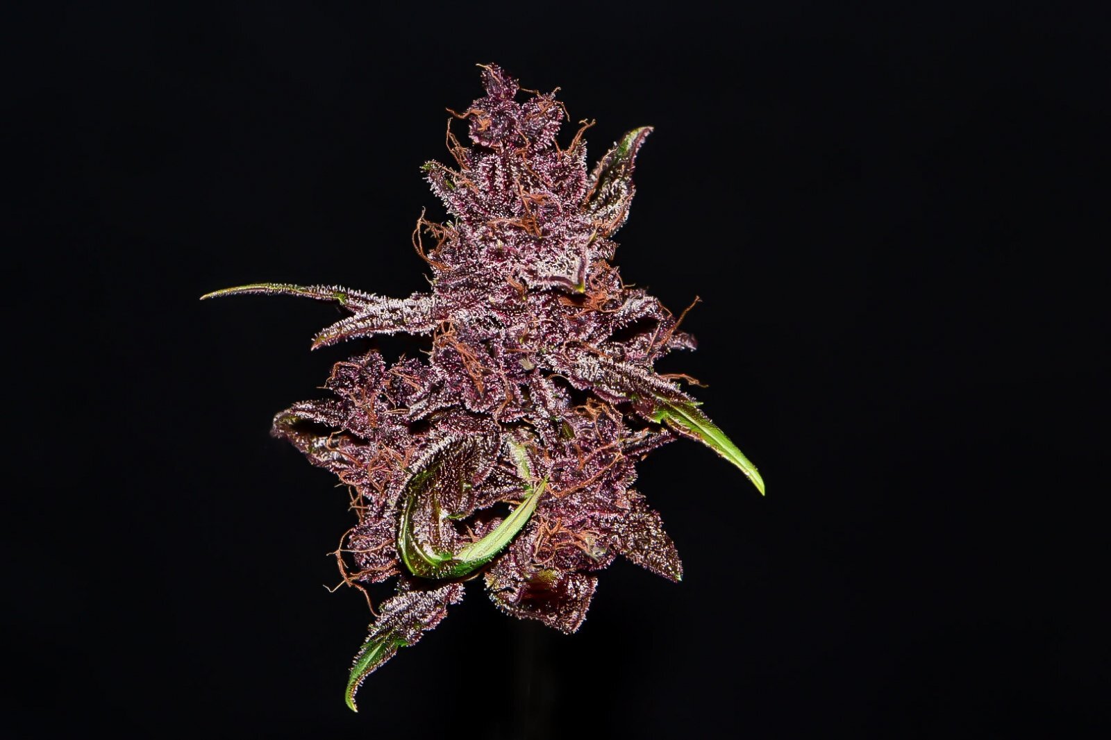 FastBuds - Purple Lemonade (auto/fem.)