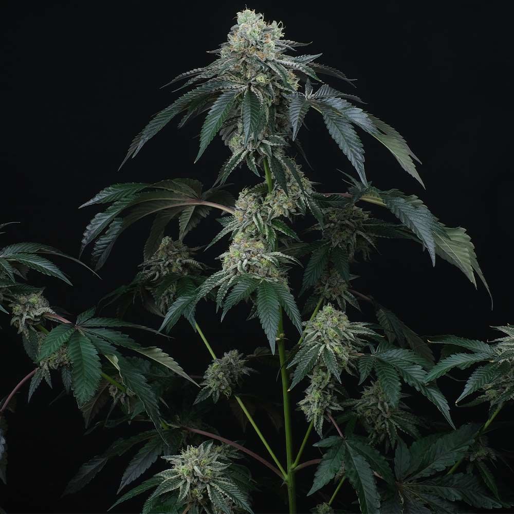 Perfect Tree Seeds - Bingsu (reg.)