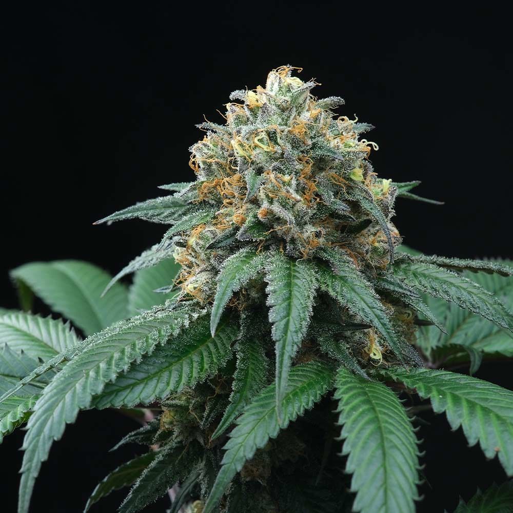 Perfect Tree Seeds - Peach Lassi (reg.)