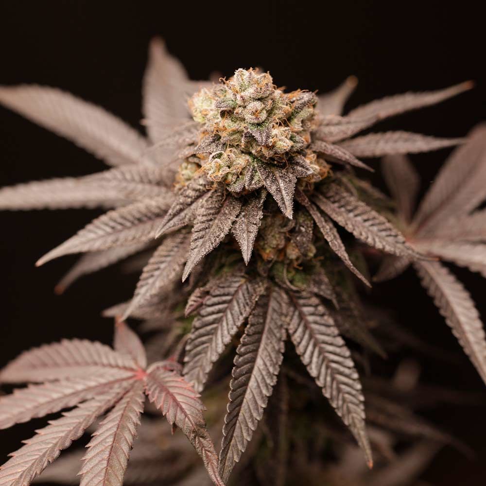Perfect Tree Seeds - Lemon Curd (reg.)