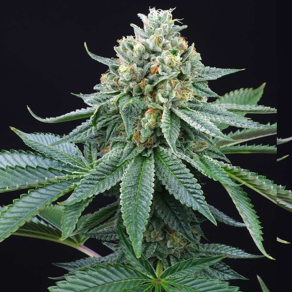 Perfect Tree Seeds - ZaiZai (reg.)