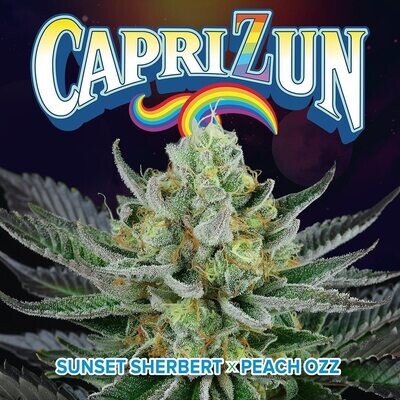 Perfect Tree Seeds - Capri Zun (fem.) 08030