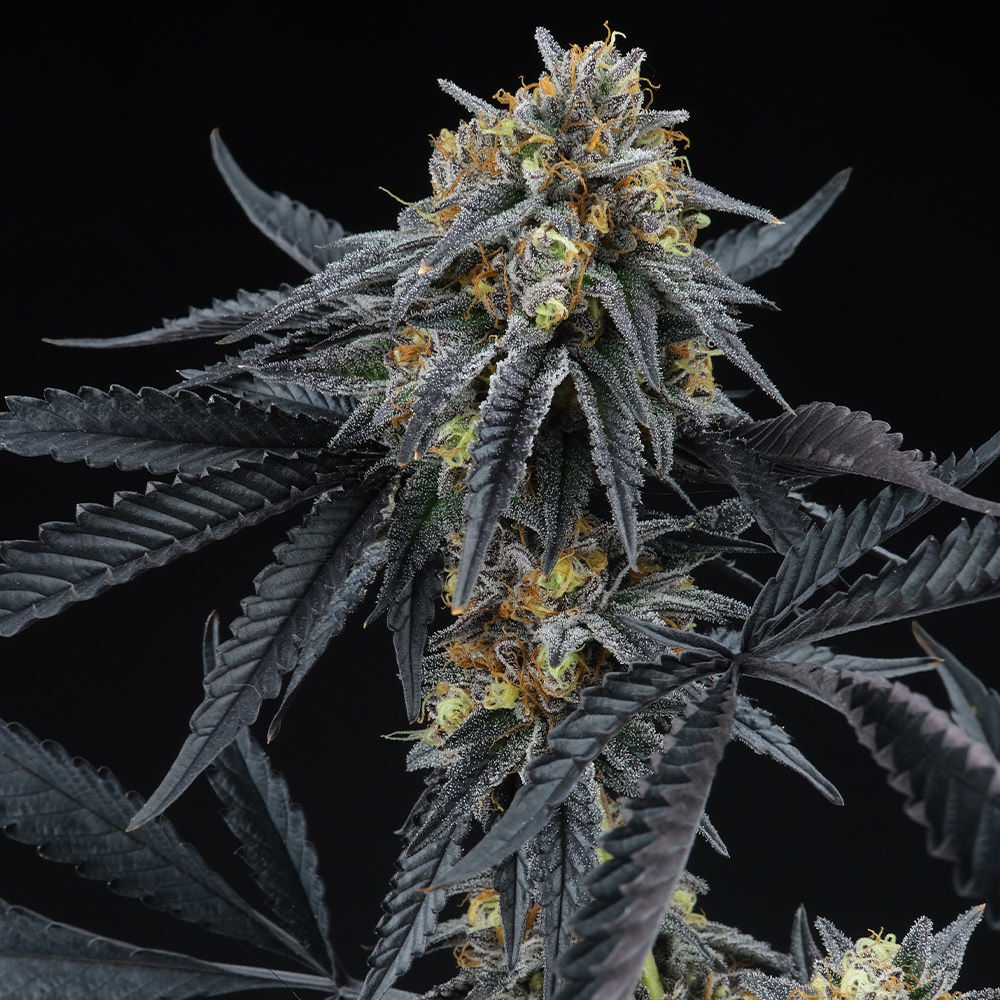 Perfect Tree Seeds - Peach Sherbert OG (fem.)