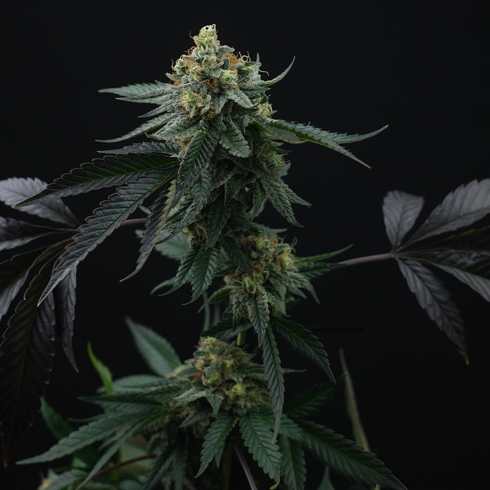 Perfect Tree Seeds - Lime OZZ (fem.)