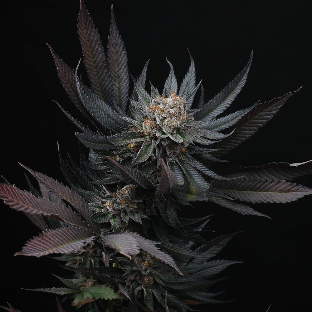 Perfect Tree Seeds - Mimozz (fem.)