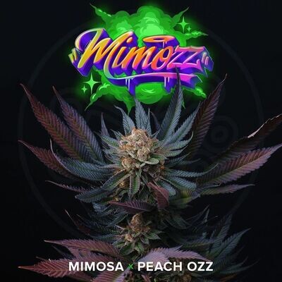 Perfect Tree Seeds - Mimozz (fem.) 08032