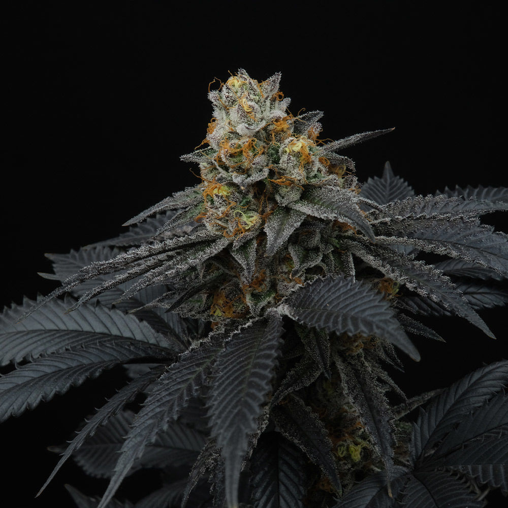 Perfect Tree Seeds - Pink Gasoline (fem.)