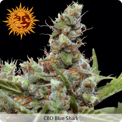 Barney's Farm - CBD Blue Shark (fem.)